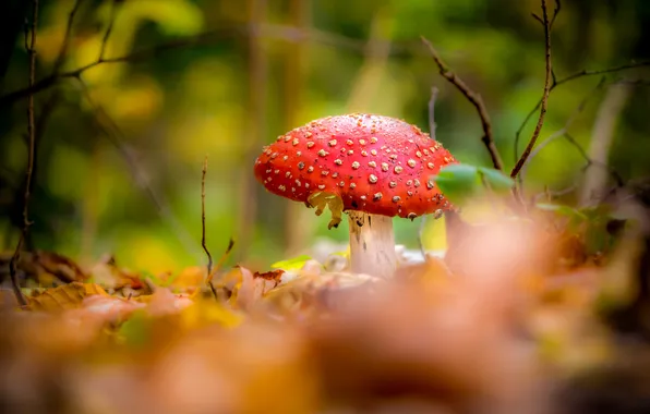 Autumn, leaves, branches, red, nature, foliage, mushroom, moss