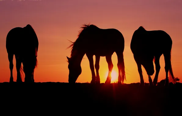 The sun, sunset, horses, the evening, horse, three, Wallpaper from lolita777, grazing