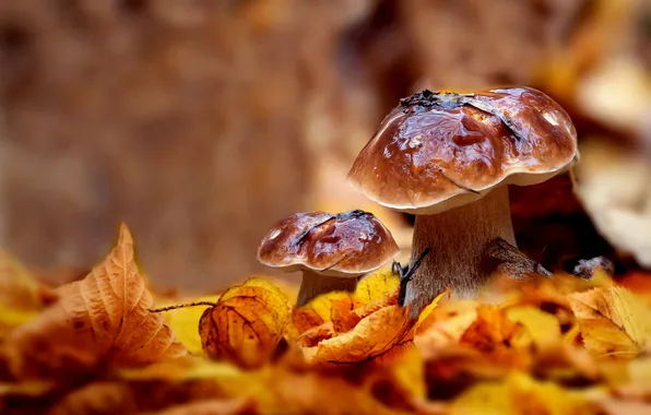 Autumn, foliage, mushrooms, Shine, moisture, hats, a couple, clearing