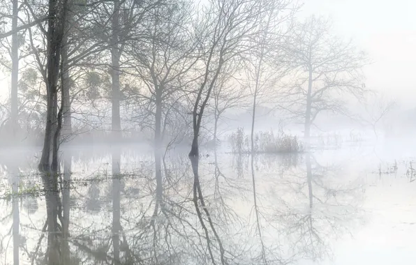 Picture nature, fog, lake