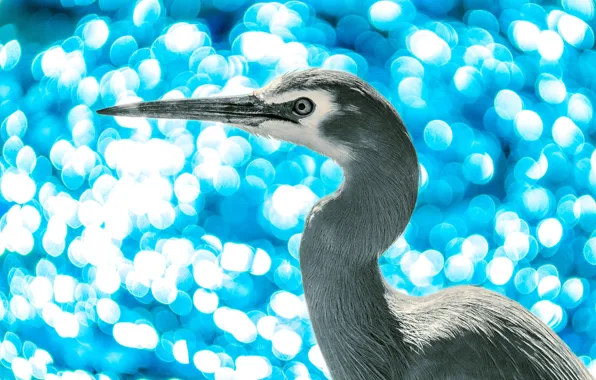 Light, glare, bird, portrait, blue background, Heron, bokeh
