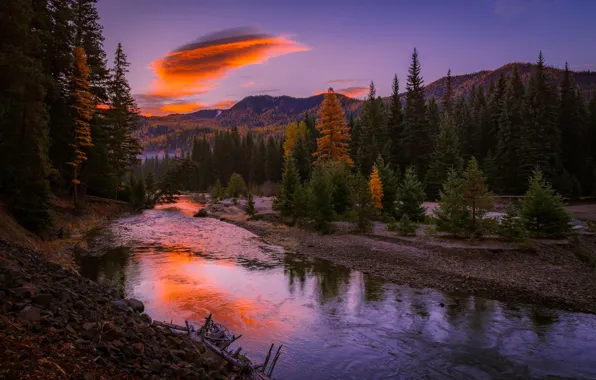 Picture forest, sunset, river