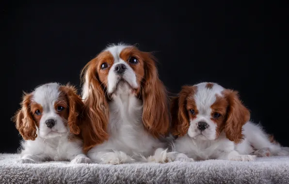 Family, puppies, mom, the cavalier king Charles Spaniel