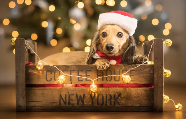 Look, balls, lights, pose, the inscription, dog, Christmas, New year