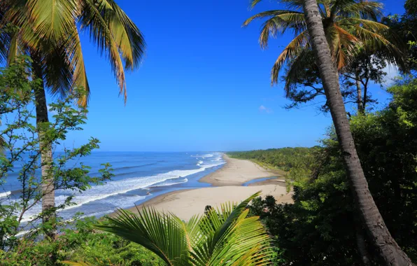 Sea, wave, palm trees, shrubs, tropic