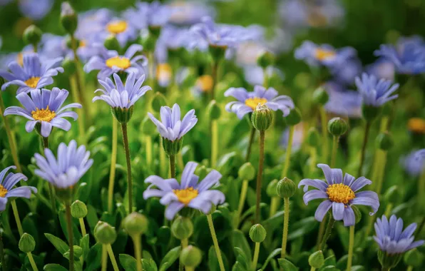 Greens, flowers, stems, blur, garden, blue, buds, flowerbed