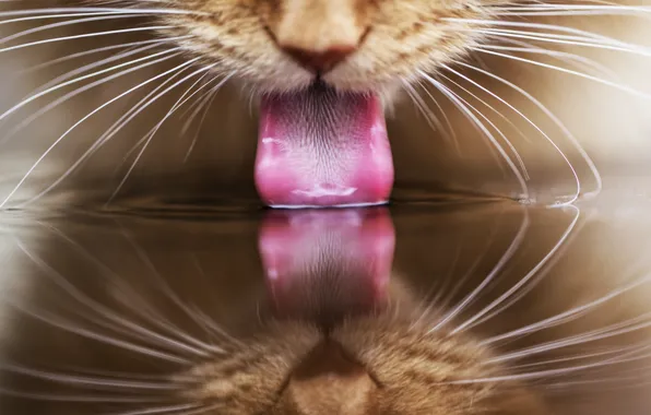 Language, cat, cat, water, reflection, red, drinking