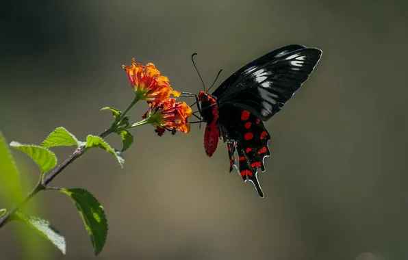 Flower, macro, butterfly, wings, beautiful, closeup