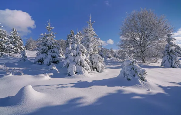 Picture winter, snow, trees, Germany, ate, the snow, Germany, Baden-Württemberg