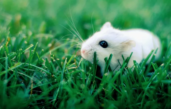 Grass, eyes, white, black, rat