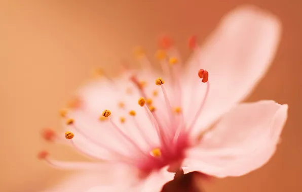 Picture flower, macro, spring, petals