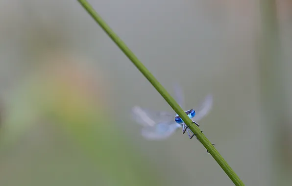 Eyes, background, dragonfly, blue, insect, reed