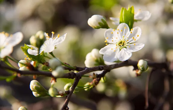 Flower, macro, cherry, spring, blooms, flowering