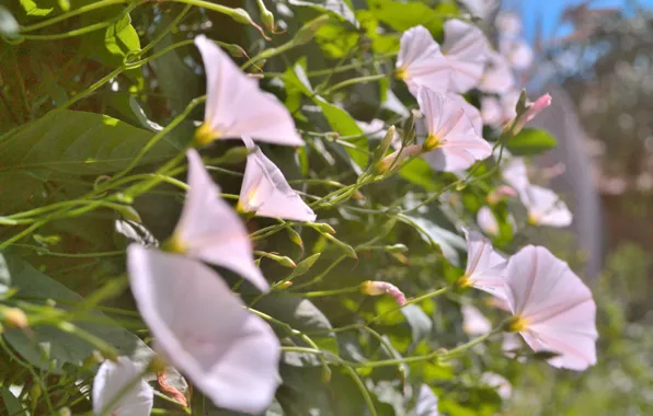 Picture flowers, bells, buds, eel