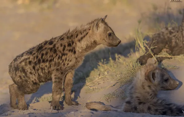 Nature, background, puppies, hyenas, DUELL ©