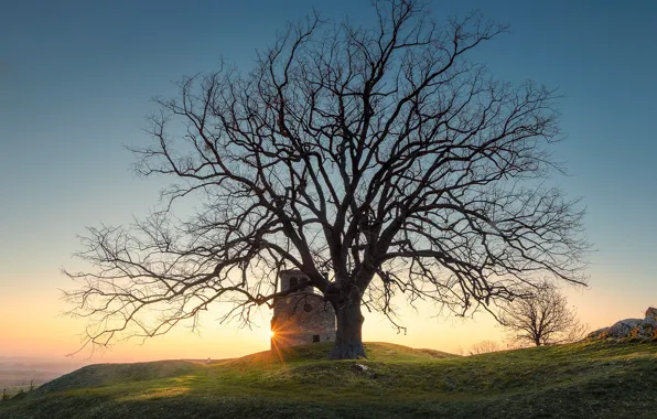 Picture trees, dawn, France, morning, France, Saint-Laurent-d Anja's