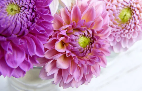 Flowers, pink, dahlias, flower garden