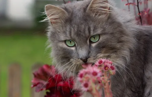 Cat, cat, flowers, muzzle