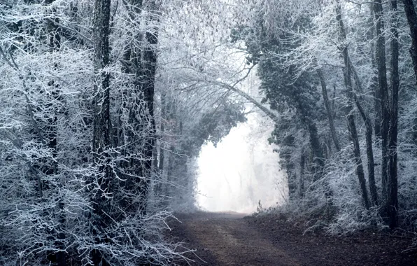 Winter, road, forest