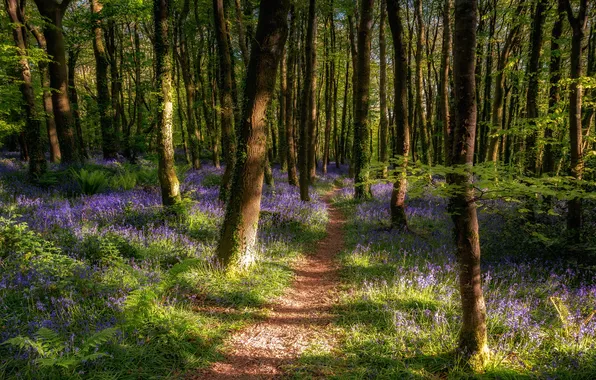 Forest, summer, grass, light, trees, flowers, Park, trunks