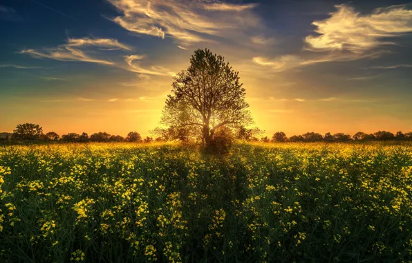 Picture the sun, sunset, flowers, tree, meadow