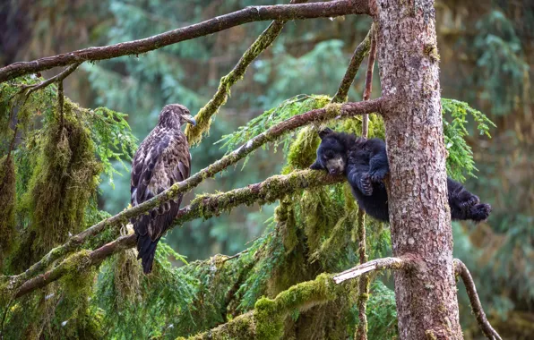 Picture tree, bear, Alaska, bear, Alaska, Orlan, bald eagle, Jeroen Hoekendijk