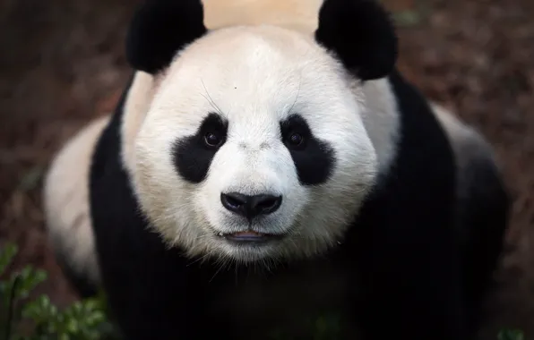 Look, face, portrait, bear, Panda