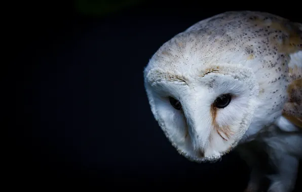 Bird, feathers, the barn owl