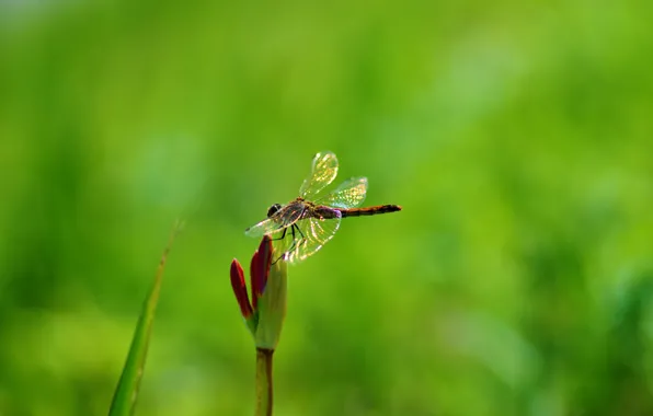 Flower, plant, dragonfly