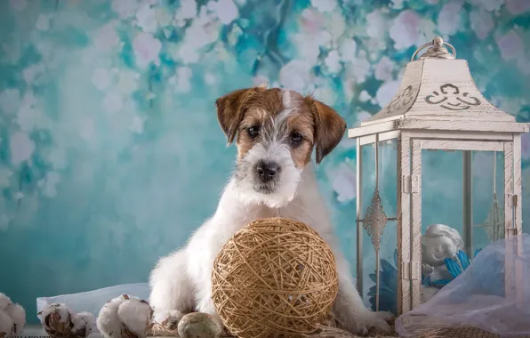 Tangle, lantern, puppy, the Sealyham Terrier