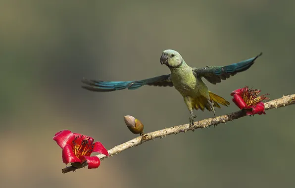 Flowers, pose, background, bird, wings, branch, parrot, kidney