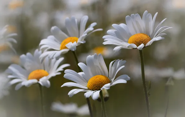 Wallpaper flowers, nature, chamomile