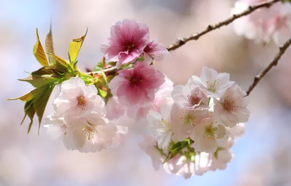 Leaves, light, flowers, branches, spring, Sakura, pink, white