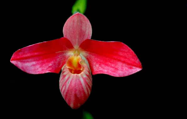 Flowers, nature, background, petals