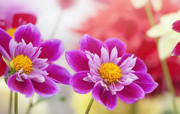 Flowers, nature, background