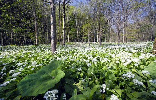 Forest, summer, trees, flowers, nature