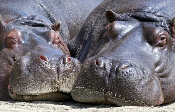 Picture animals, stay, hippos, sleep