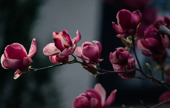 Flowers, sprig, pink, one, kidney