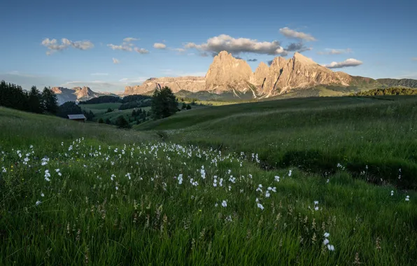 Greens, field, the sky, grass, the sun, clouds, trees, flowers