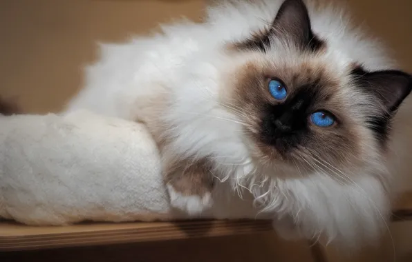 Cat, cat, look, face, pose, portrait, lies, beauty