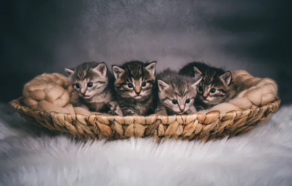Cat, look, kitty, grey, baby, kittens, fur, grey background