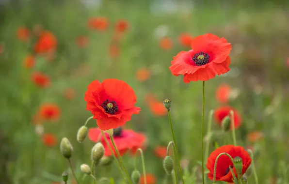 Flowers, glade, Mac, Maki, meadow, red, buds, bokeh