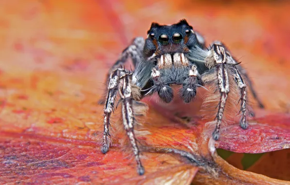 Macro, red, sheet, background, legs, spider, jumper, jumper