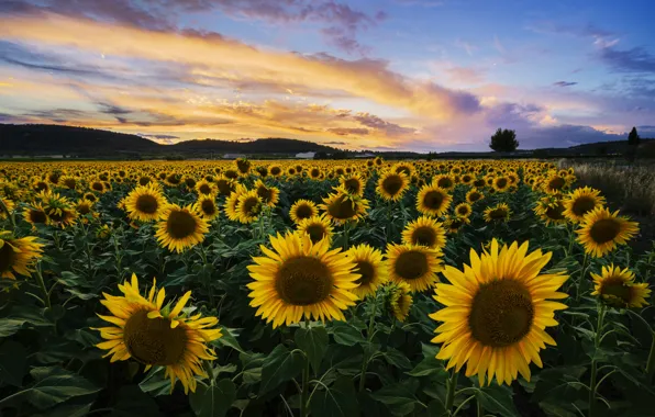 Field, summer, clouds, sunflowers, flowers, blue