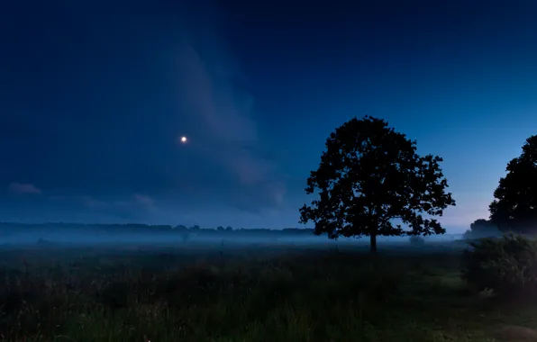 Field, summer, night, fog, tree, the moon