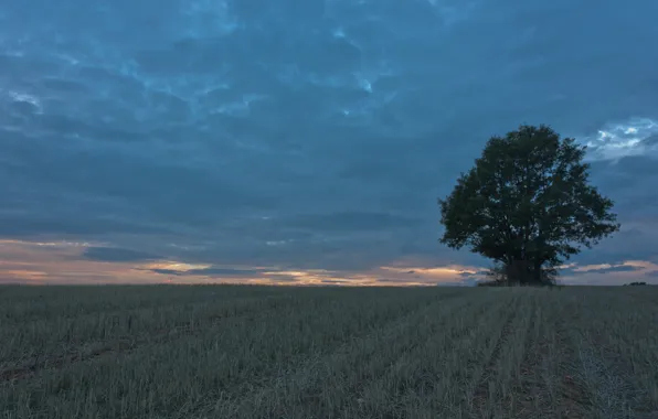 Picture field, tree, the evening
