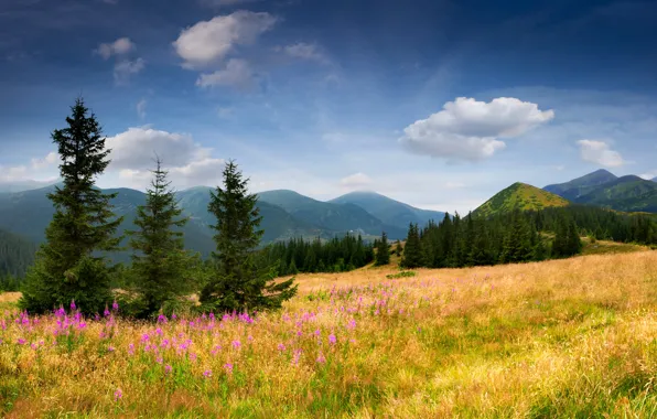 Field, the sky, grass, clouds, trees, flowers, mountains, nature