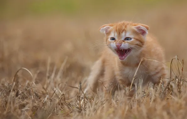 Field, cat, grass, look, pose, kitty, fold, red