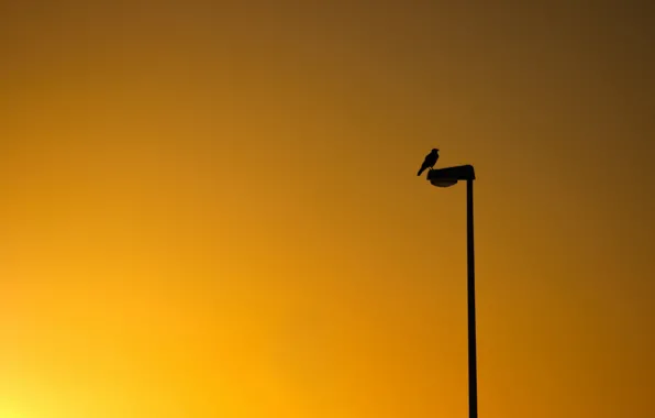 Picture sunset, bird, minimalism