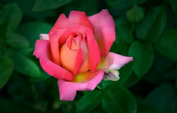 Flower, green background, pink rose